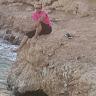 Ahmed