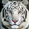 ahmed