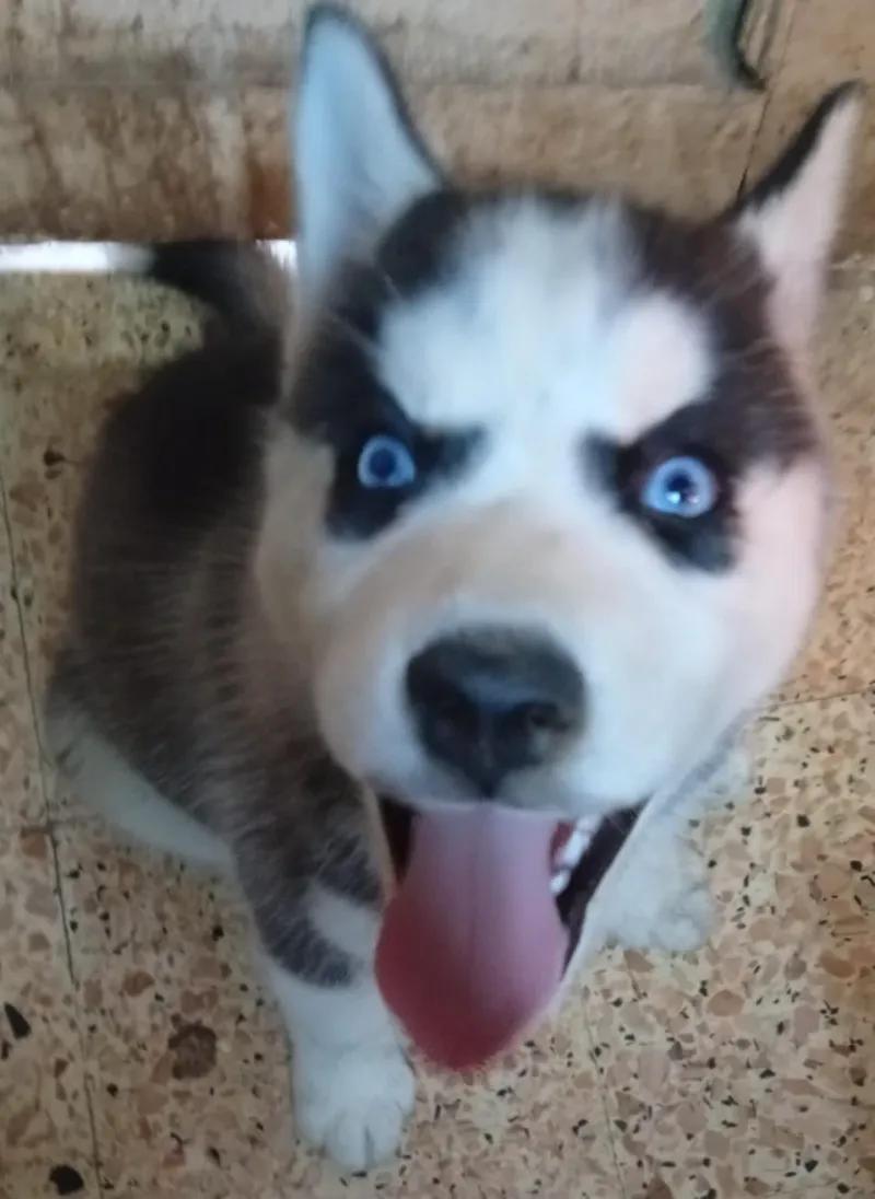 جرو هاسكي للبيع