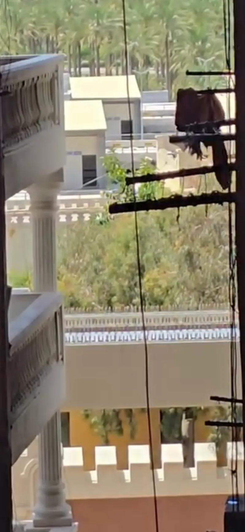 شقة مصيفية وسكني تاني نمرة من ملك حفني وترى المنتزه