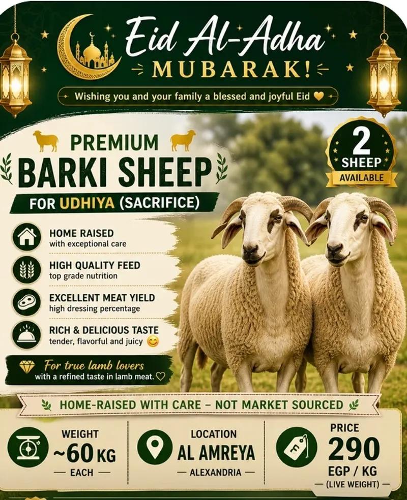 خروف برقي فاخر