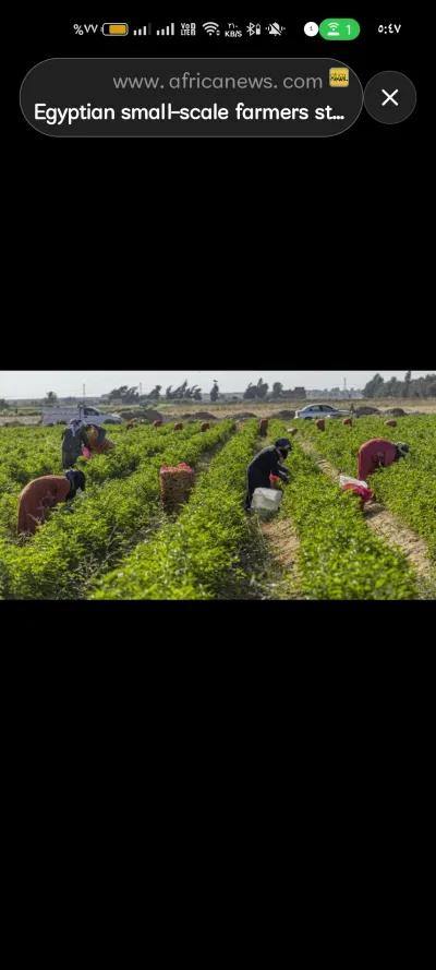 ارض مستصلحة للبيع