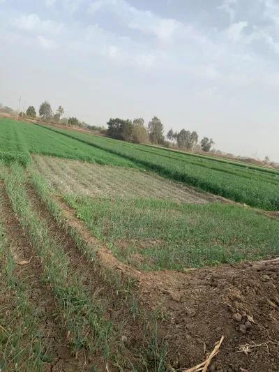 ارض زراعية مساحة ٢٤ قيراط عرض ٢٥ متر طريق شبين طنطا السريع