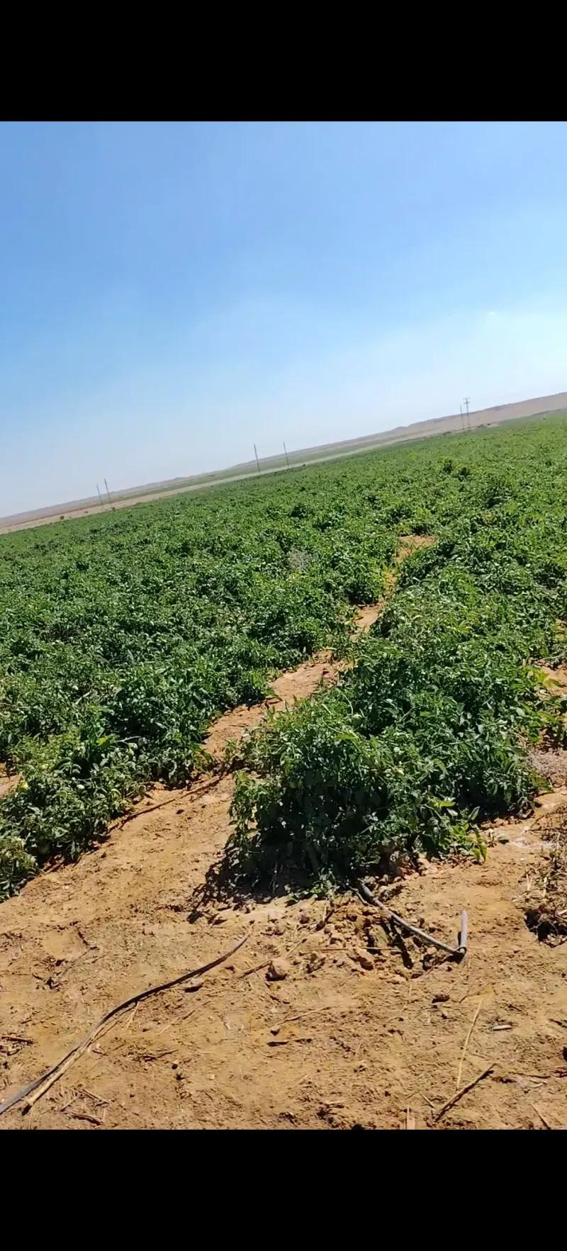 اراضي بمحافظة المنيا مركز سمالوط الصحراوي الغربي