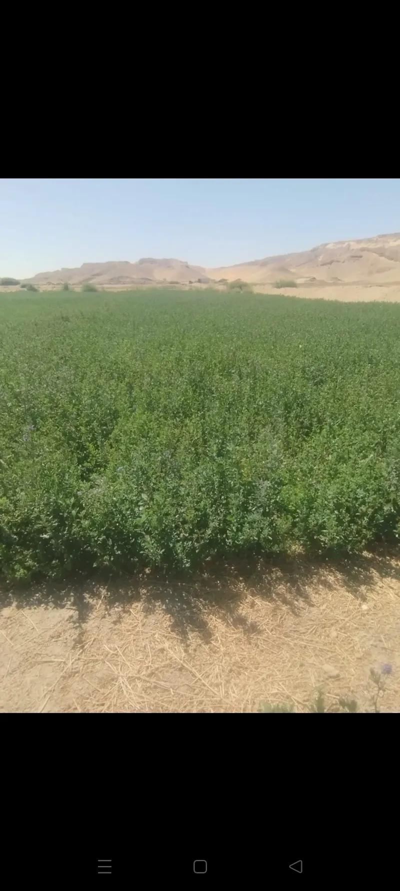 ارض زراعية للبيع في الوادي الجديد