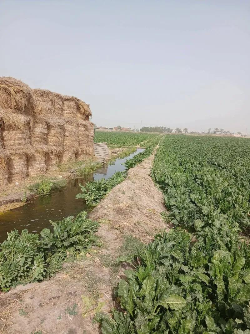 ارض زراعيه بجوار المنصورة الجديدة الطريق الدولي الساحلي 10فد