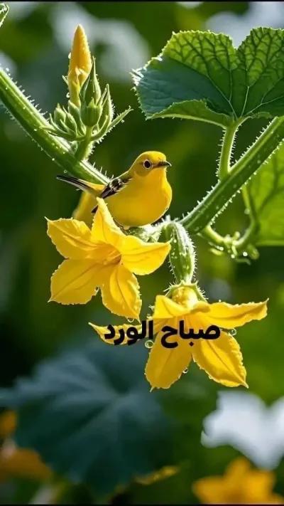 شقة للبيع في المندرة