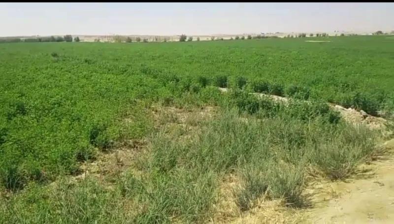 بيع ارض فى الفرافره