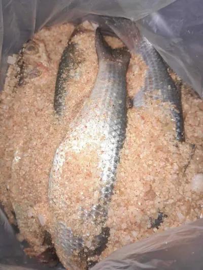 ملوحه بلدي الكيلو 450ج في الخصوص, القليوبية - 460 EGP