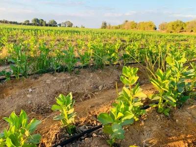 مزرعه على طريق مصر اسكندريه الصحراوي