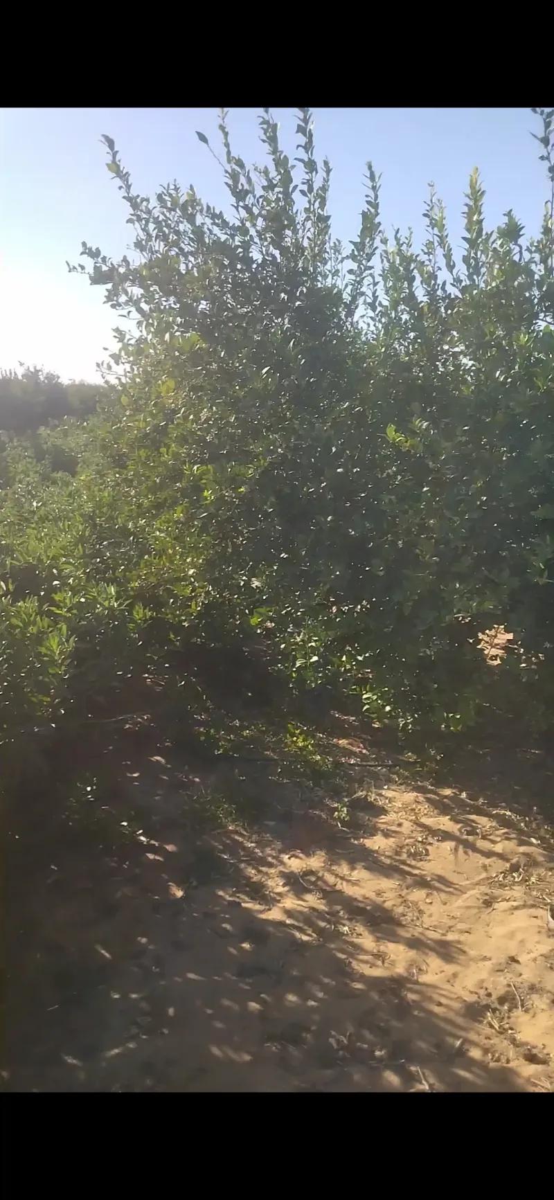 ارض لمون للبيع البحيره البستان قريه الإمام الغزالى